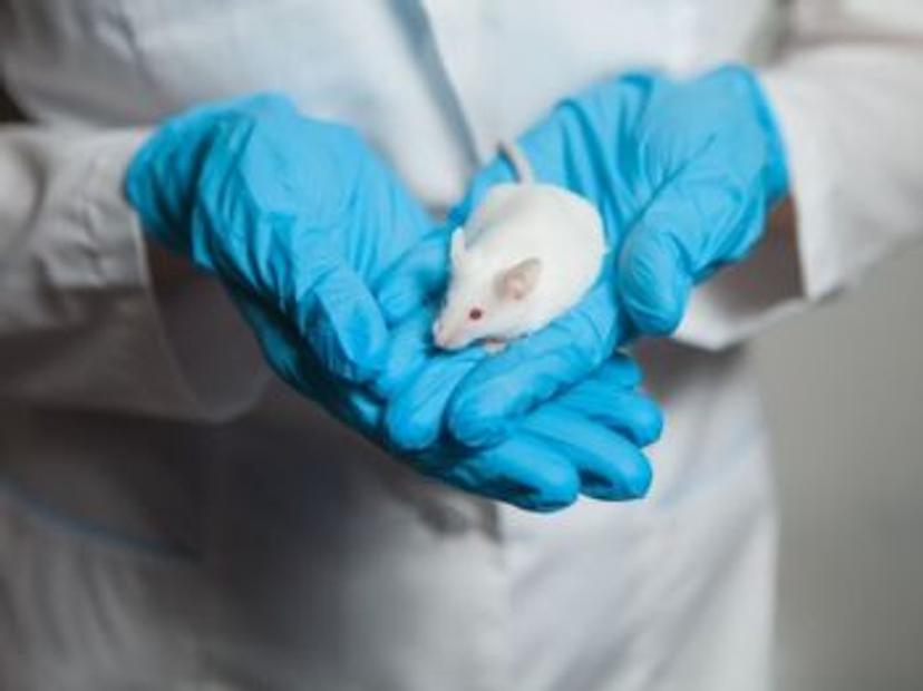 The three Rs to be used in mouse models to increase laboratory animal welfare