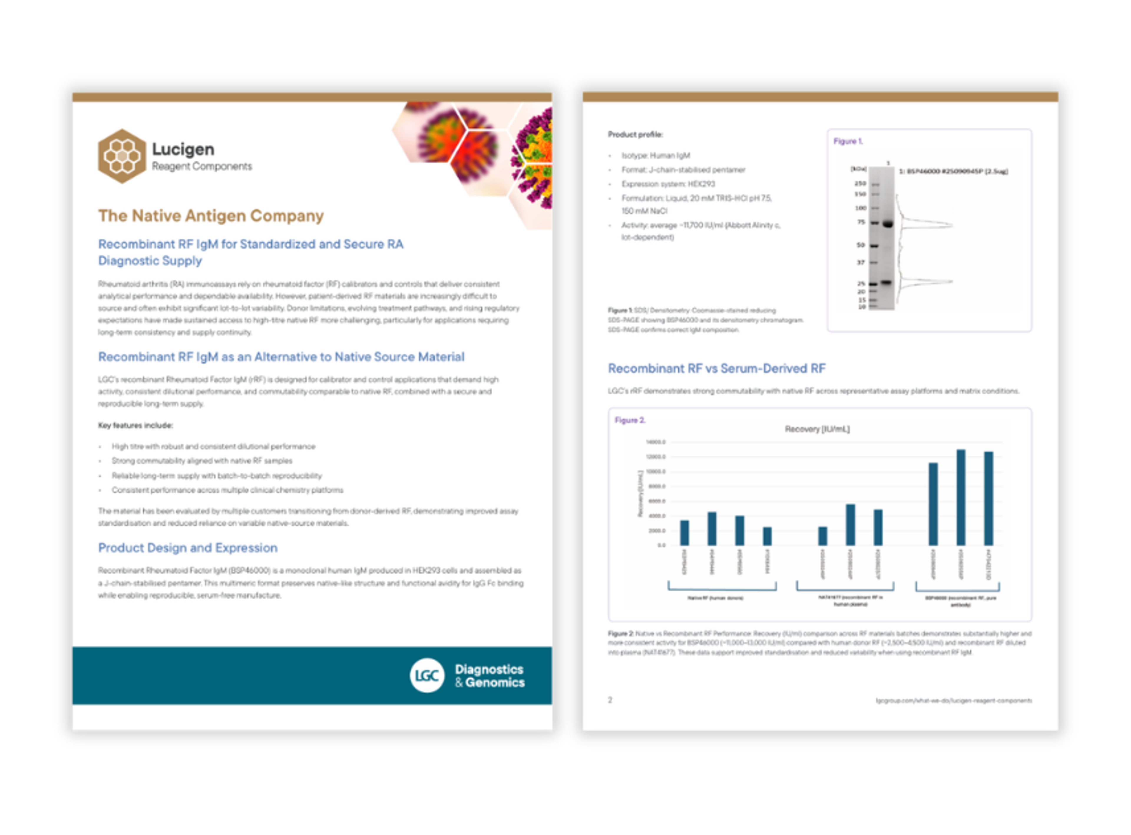 SDS-PAGE gel and densitometry analysis confirming recombinant IgM composition and purity