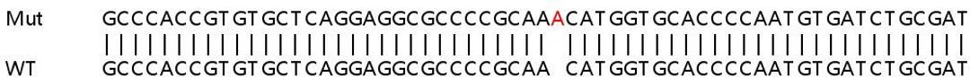 Sanger Seq - SQSTM1 knockout HEK293T