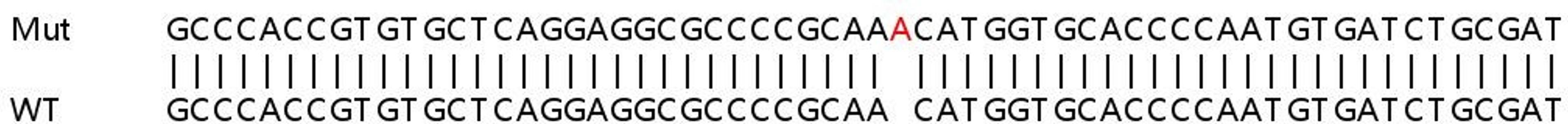 Sanger Seq - SQSTM1 knockout HEK293T