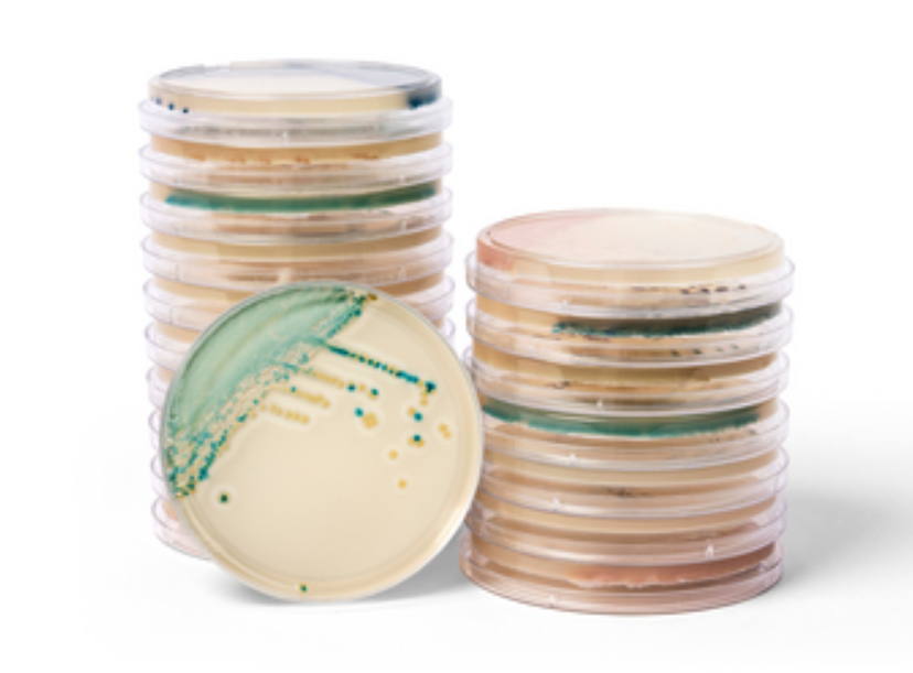 Thermo Scientific™ Brilliance™ Candida 2 Agar and Spectra™ Candida Agar, new color-based (chromogenic) culture media