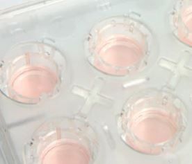 MO197713出品 Buy Thermo Scientific™ Nunc™ Cell Culture Inserts Read Reviews