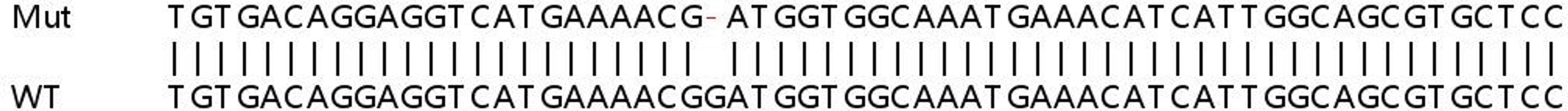 Sanger Seq - STAT1 knockout HeLa