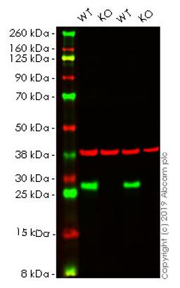 WB - HSPB1 knockout HeLa