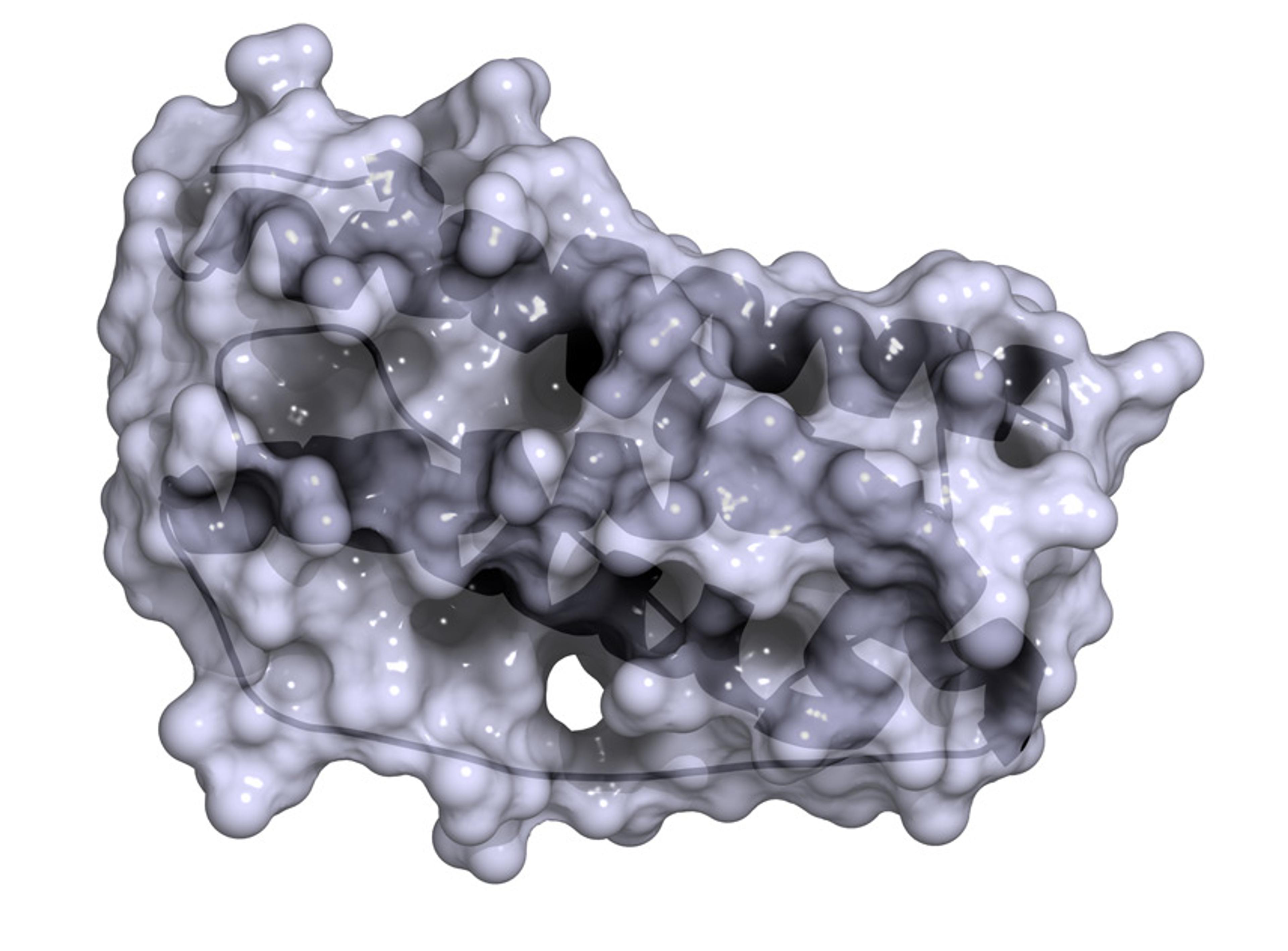 Transforming Growth Factor beta (TGF-β)
