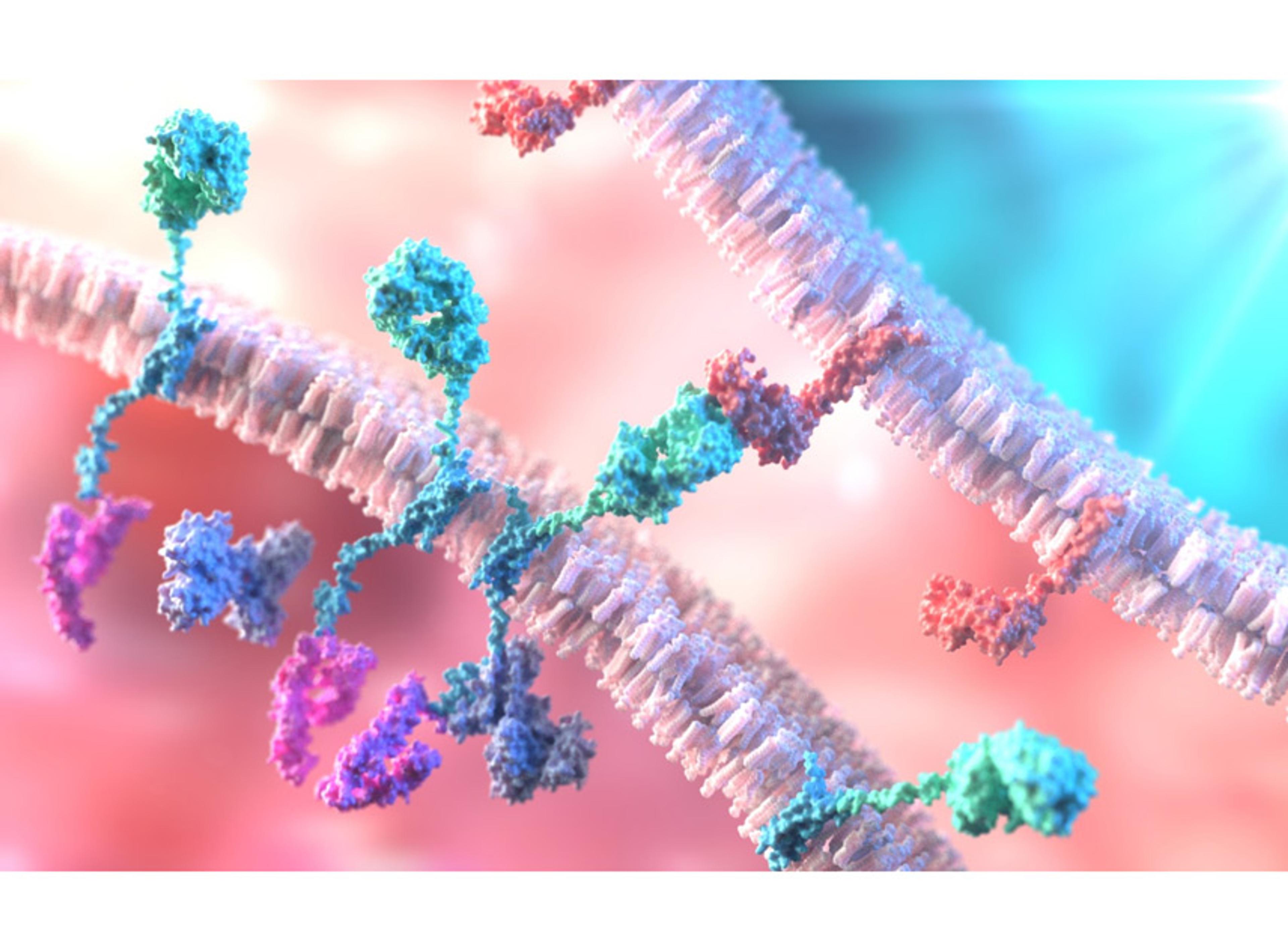 Targets of CAR-T Cell Therapy