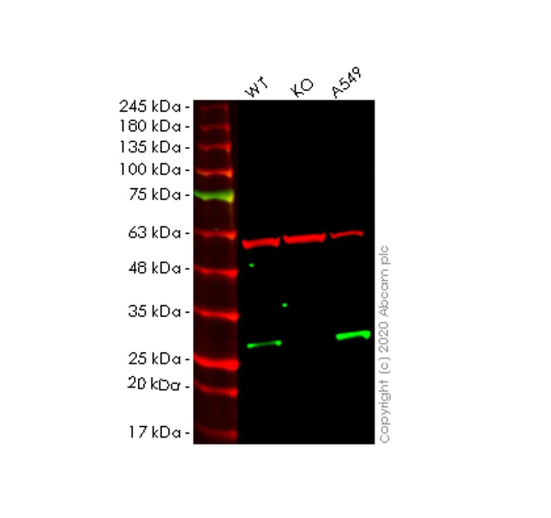 WB - NDUFV2 knockout HeLa