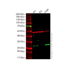 WB - NDUFV2 knockout HeLa