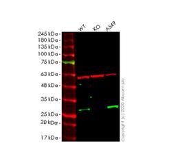 WB - NDUFV2 knockout HeLa