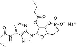 Dibutyryl-cAMP