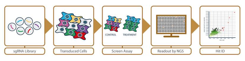 CRISPR screening workflow illustration