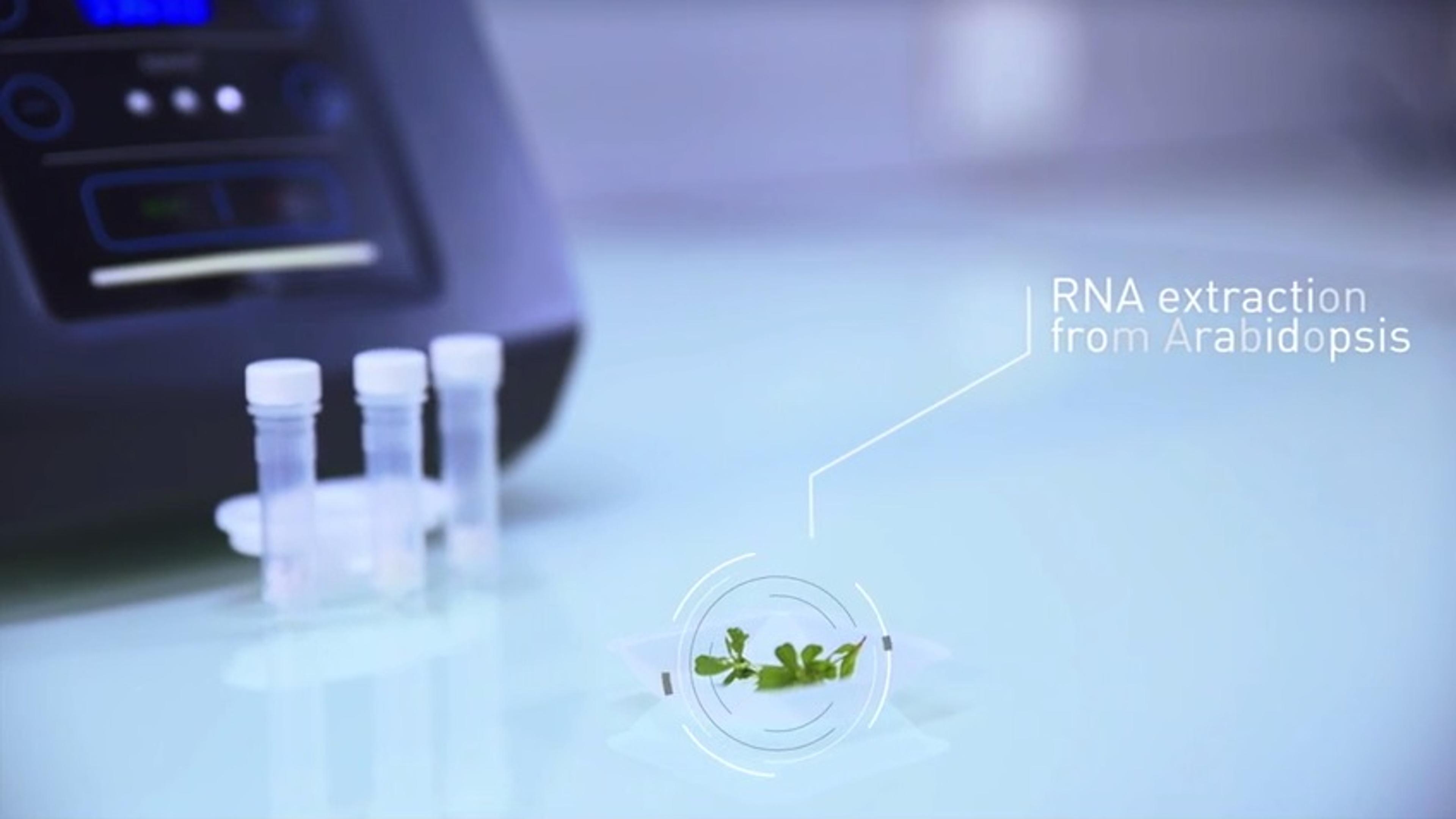 RNA Extraction from Arabidopsis Seedlings with Minilys RNA Extraction from Arabidopsis Seedlings with Minilys
