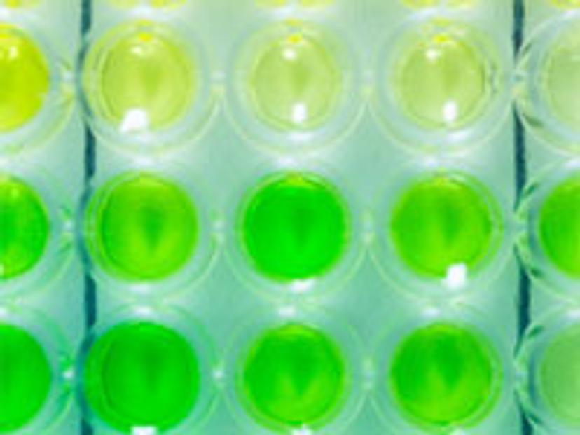 Microplate containing liquid forming a color gradient