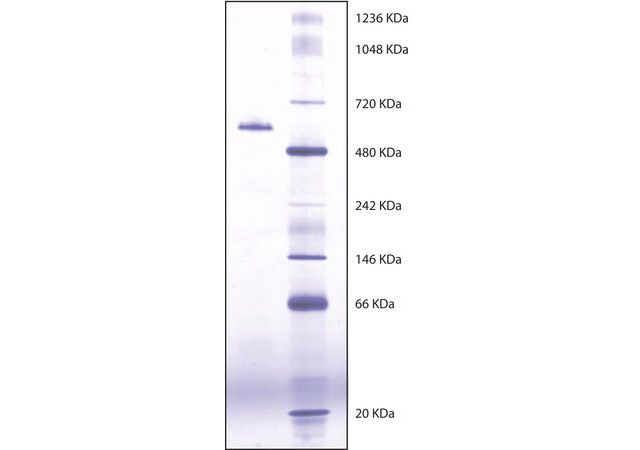 4106 ＯＭＳ Thermo Scientific™ Spectra™ Multicolor Broad Range Protein Ladder