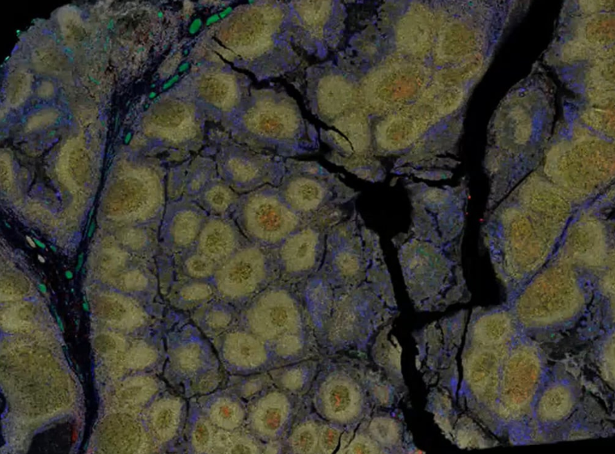 Open source software for multiplex staining & image analysis