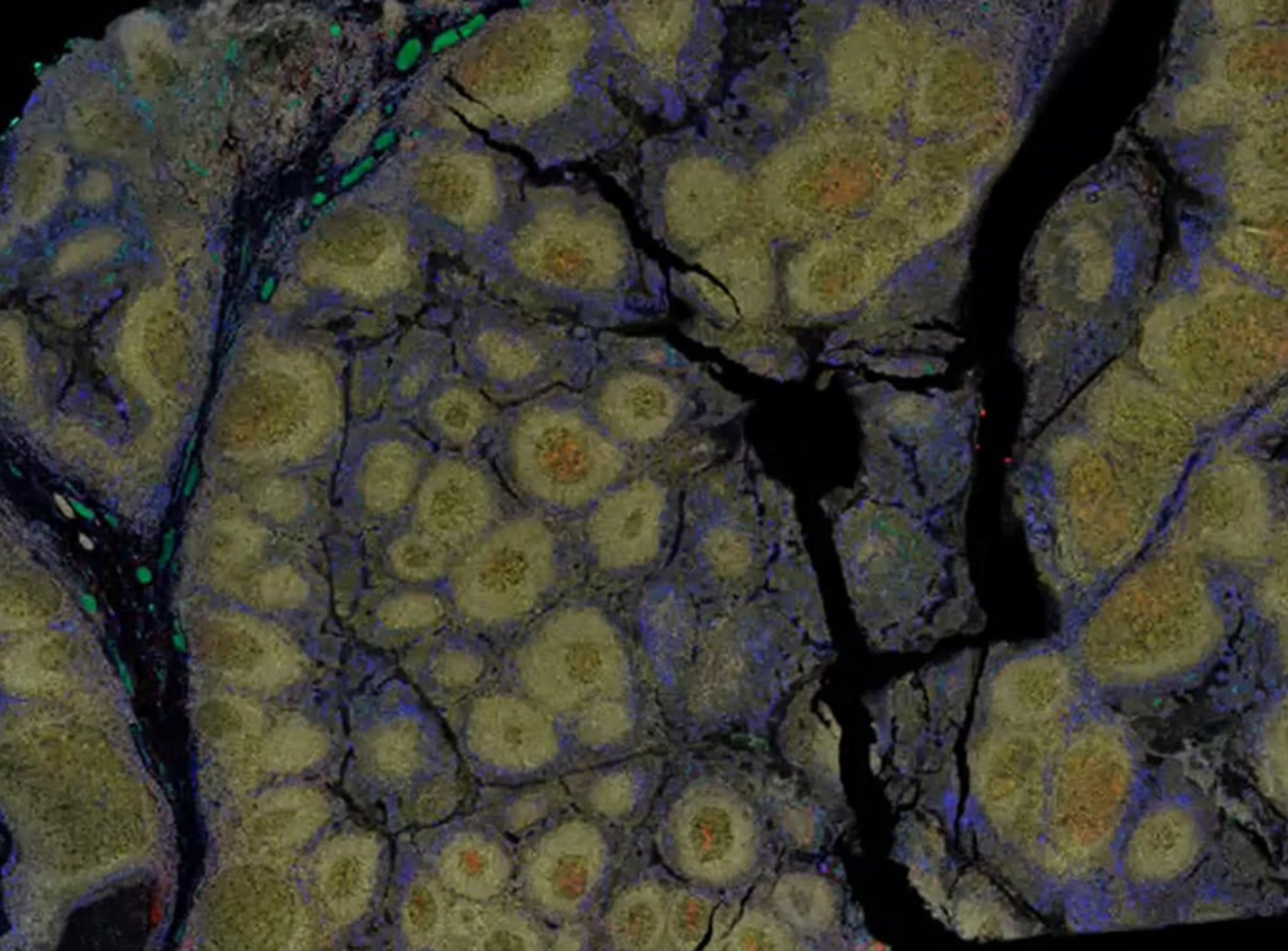Open source software for multiplex staining & image analysis Open source software for multiplex staining & image analysis