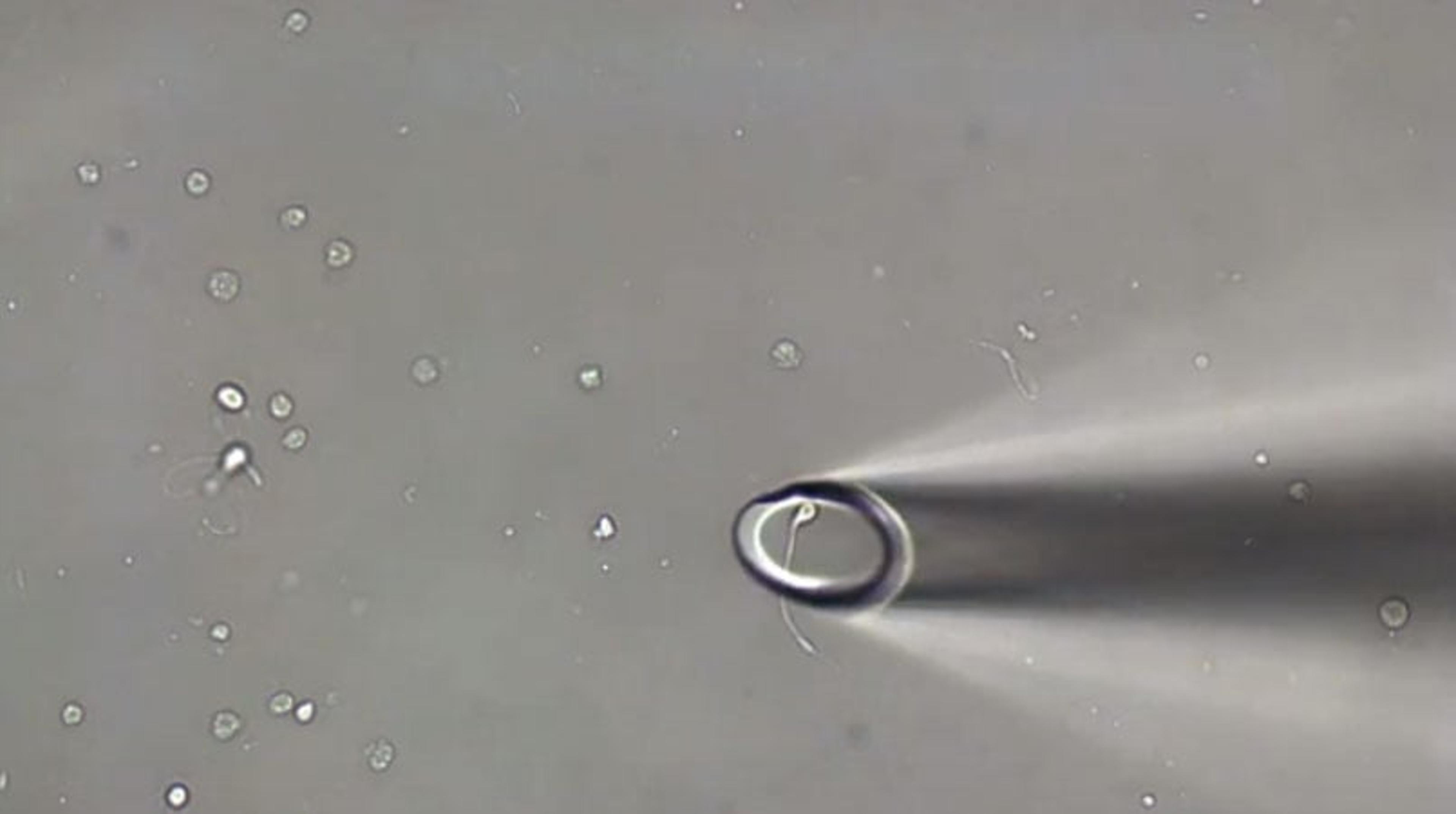 Isolating Single Neurons with the MMI CellEctor Isolating Single Neurons with the MMI CellEctor