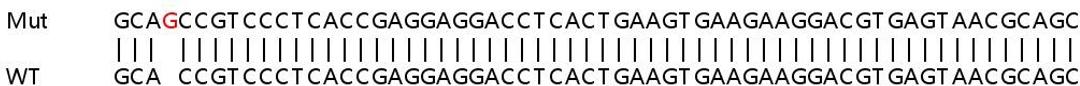 Sanger Seq - BCL10 knockout HeLa