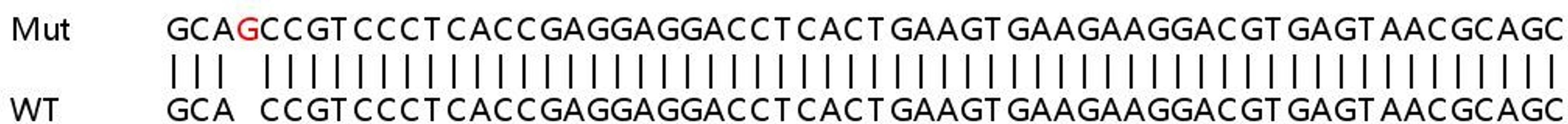 Sanger Seq - BCL10 knockout HeLa