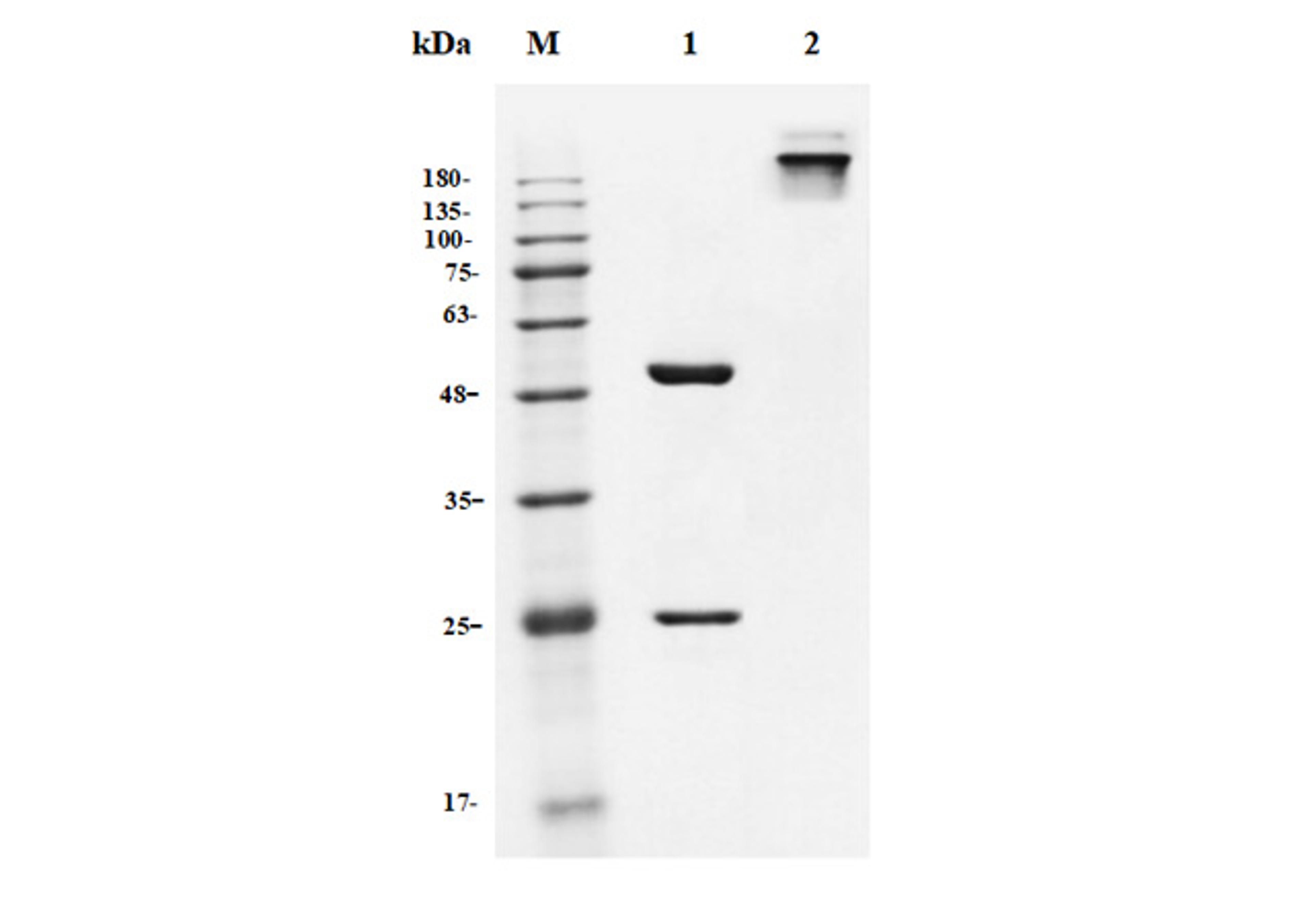 Anti-IFNAR Recombinant Antibody (TAB-722)