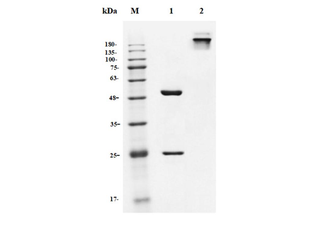 Anti-IFNAR Recombinant Antibody (TAB-722)