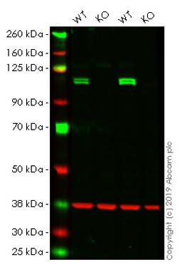 WB - KDM1A knockout HeLa