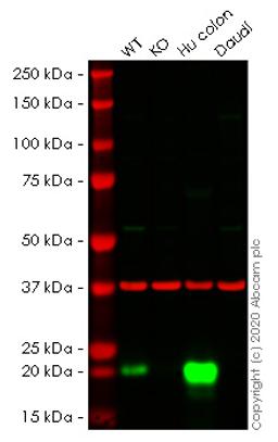 WB - MYL9 knockout HeLa