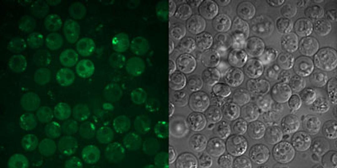 Cell stained with Pan Caspase apoptosis assay, microscopy