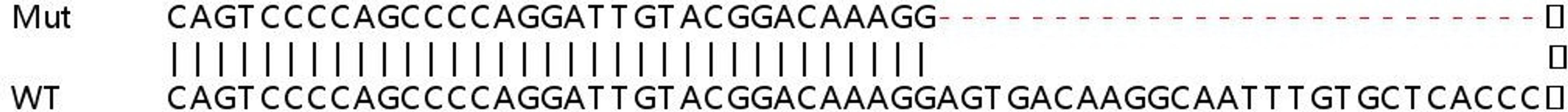 Sanger Seq - SIPA1 knockout HeLa