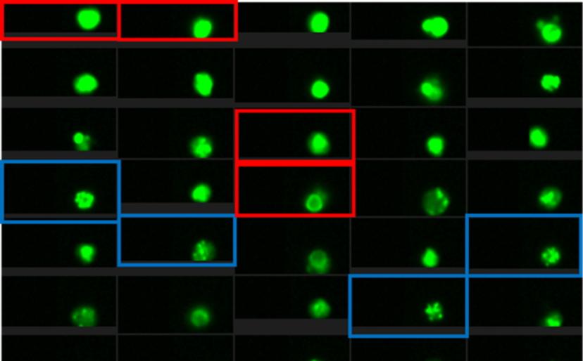 Panstained cells