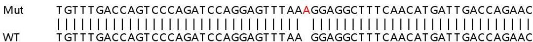 Sanger Seq - MYL9 knockout HeLa