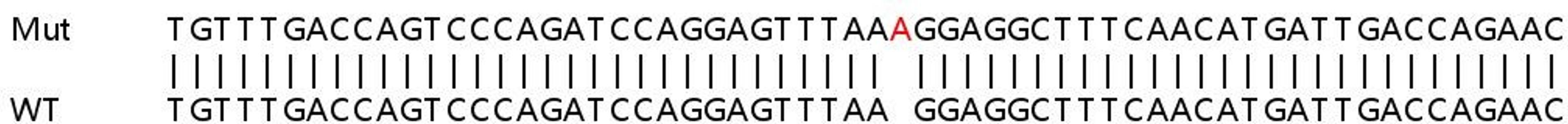 Sanger Seq - MYL9 knockout HeLa