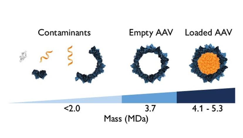 AAV samples can contain a mixture of different species