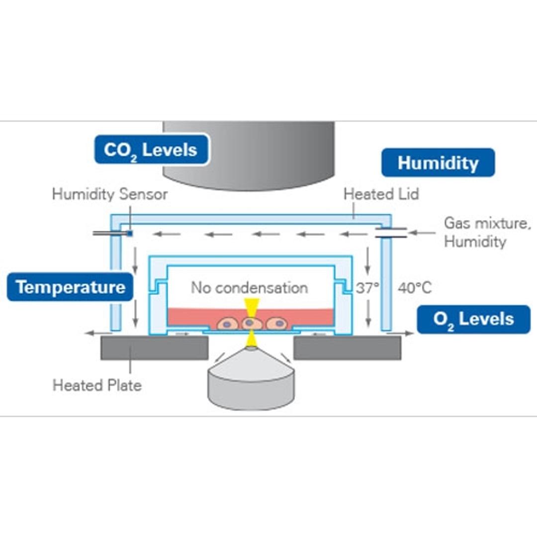 In Vivo-Like Conditions on a Microscope