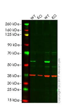 WB - SQSTM1 knockout HEK293T