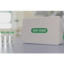 Custom HuCAL monoclonal antibody service