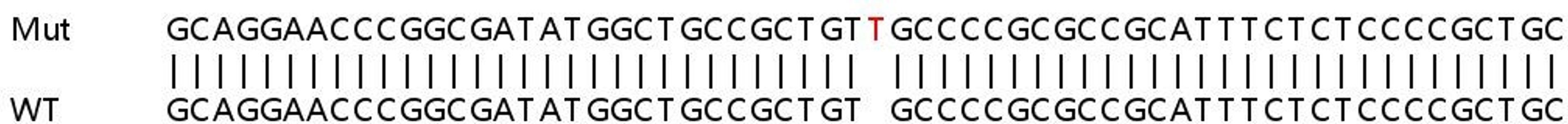 Sanger Seq - ERP29 knockout HEK293T