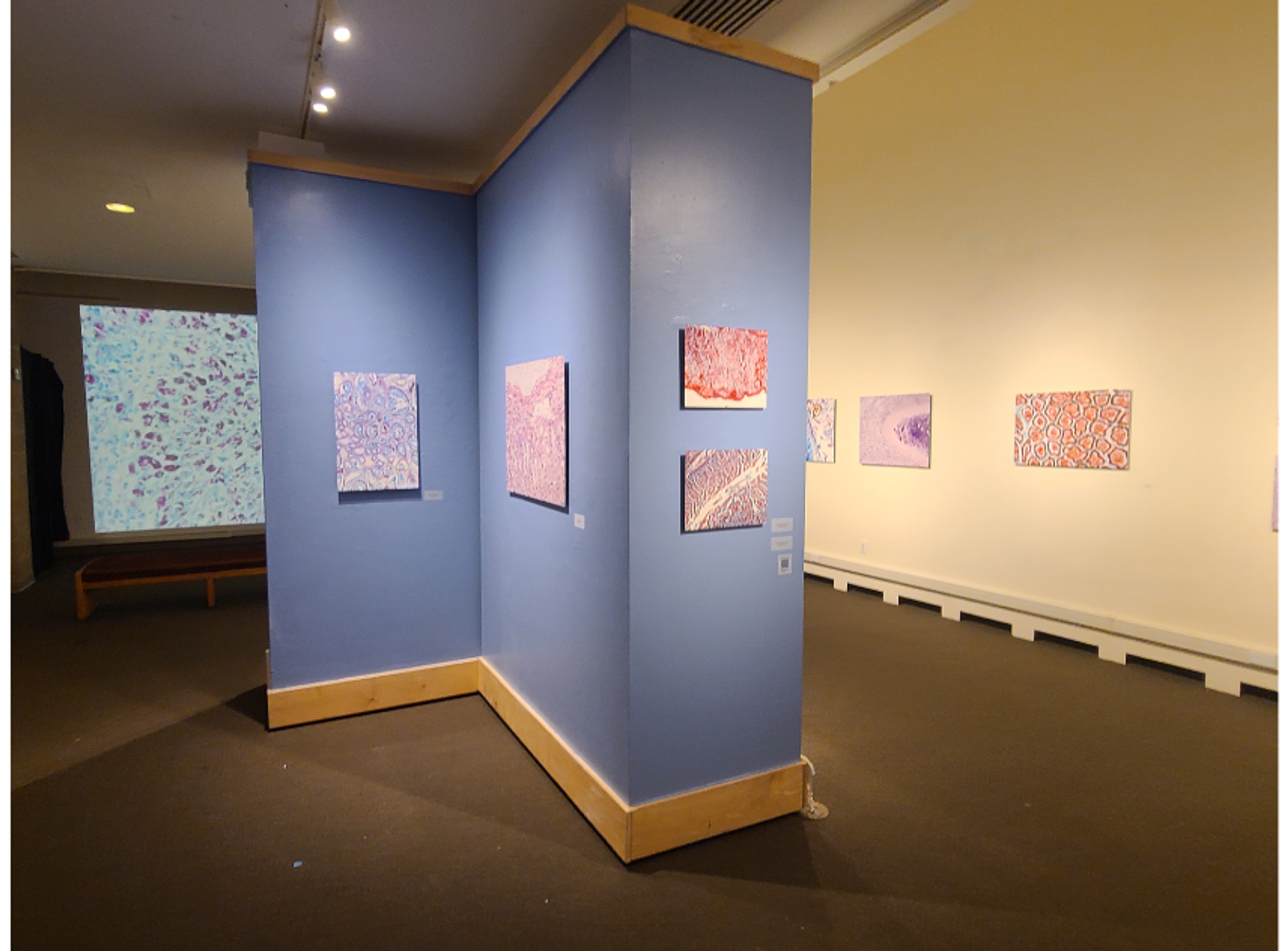 Histological images captured using high-resolution imaging displayed as part of the Death Under Glass exhibition at the Stedman Gallery at Rutgers-Camden.