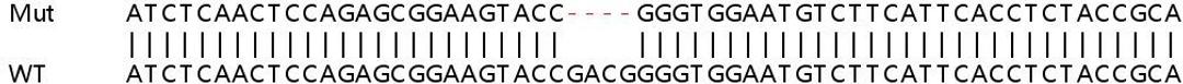 Sanger Seq - STAMBP knockout HeLa