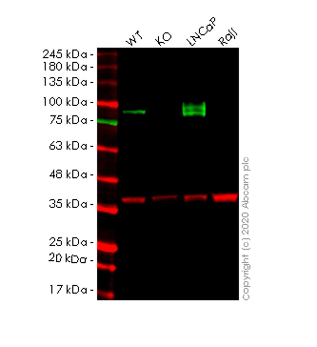 WB - CD276 knockout HEK293T