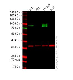 WB - CD276 knockout HEK293T