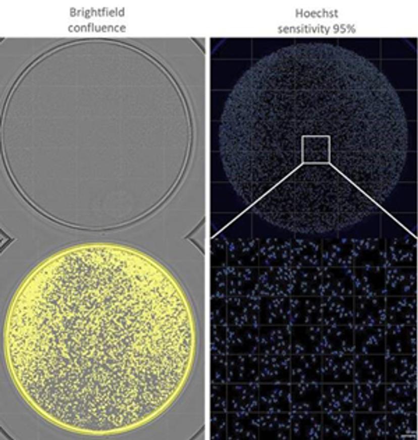 Whole-well images of the brightfield (confluence) and fluorescence (Hoechst) image masks