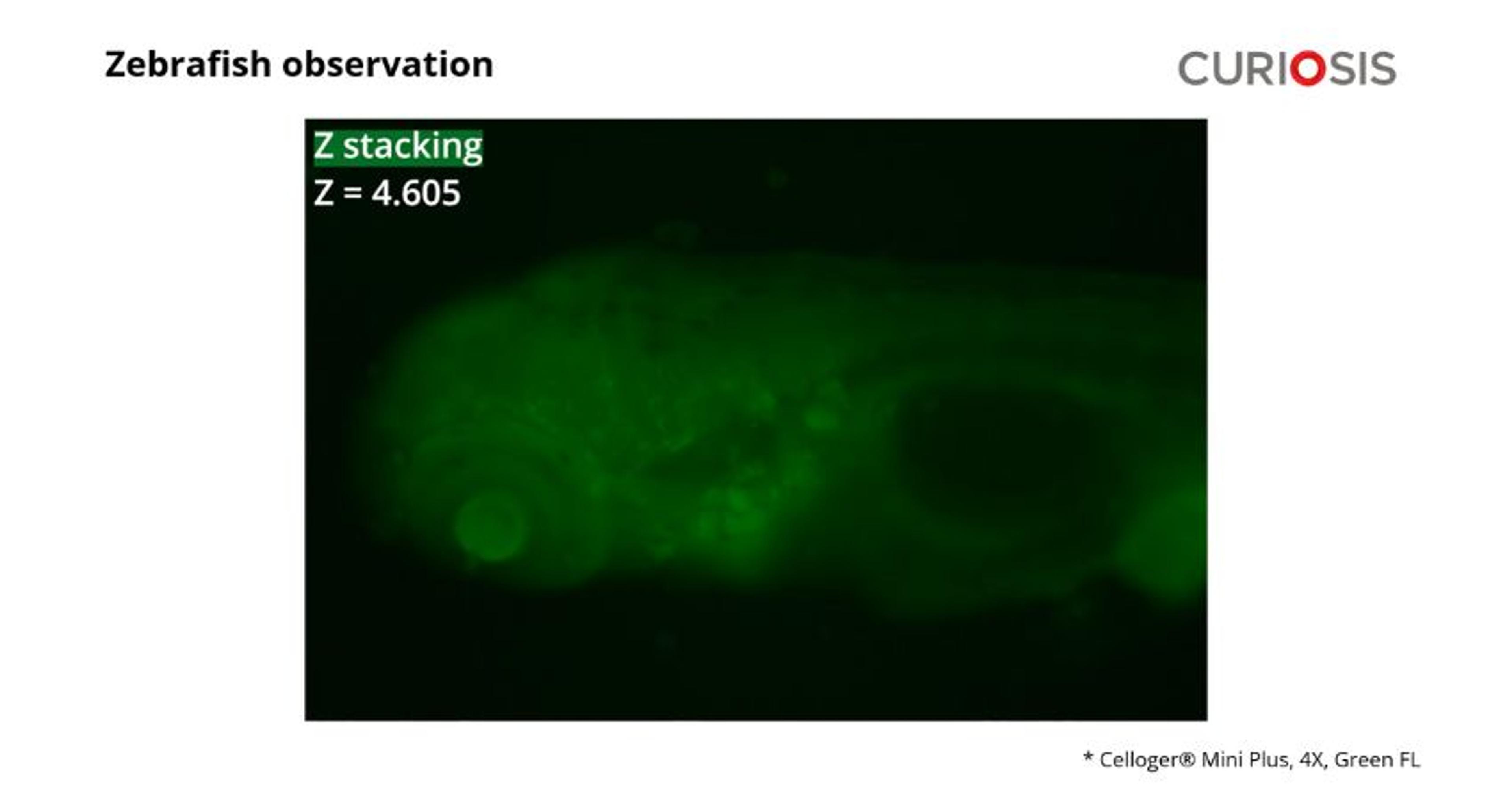 Celloger Mini Plus application: Zebrafish observation Celloger Mini Plus application: Zebrafish observation