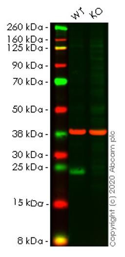 WB - ATF3 knockout HCT116