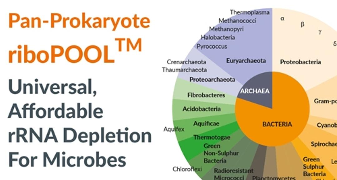 Pan-Prokaryote riboPOOL