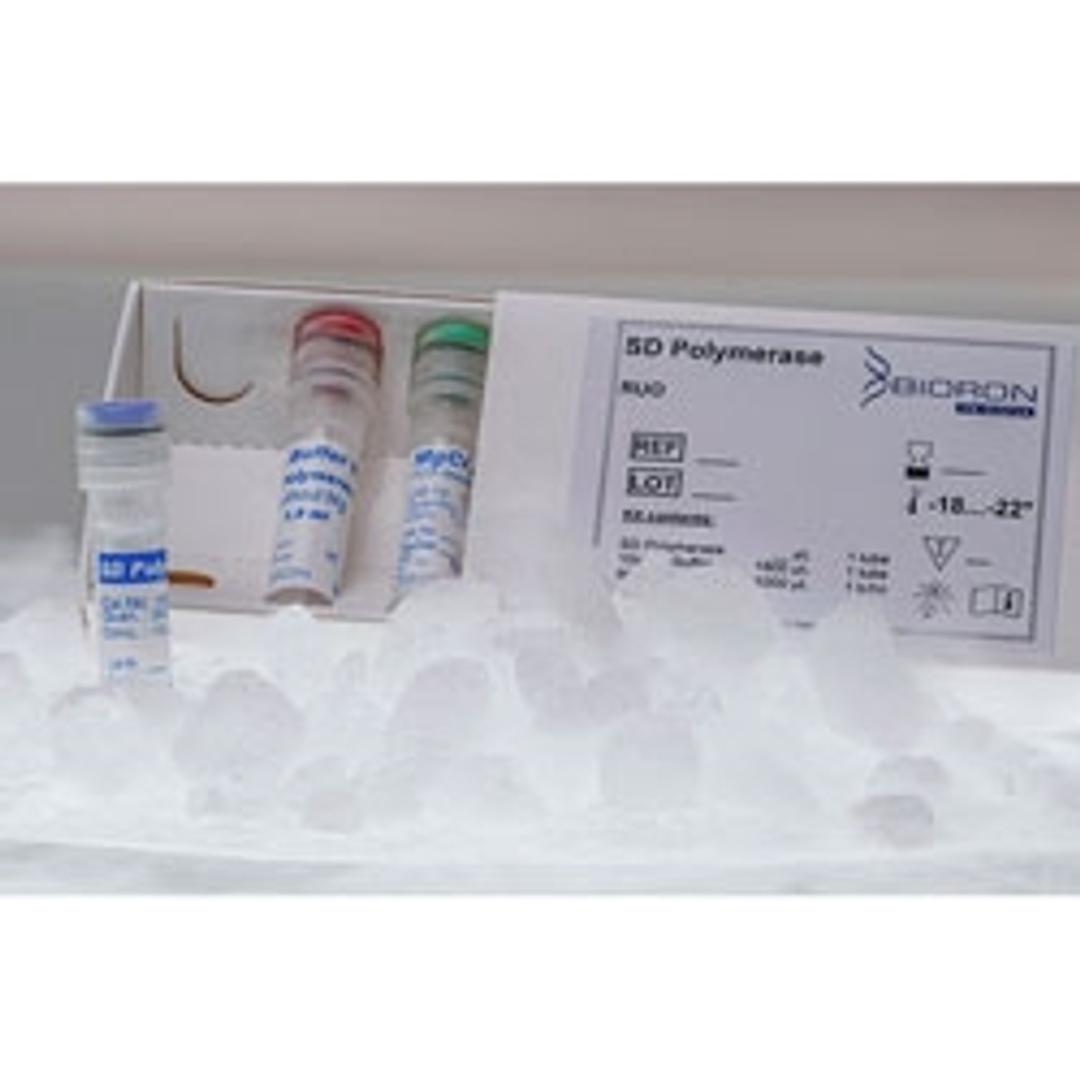 SD-Polymerase