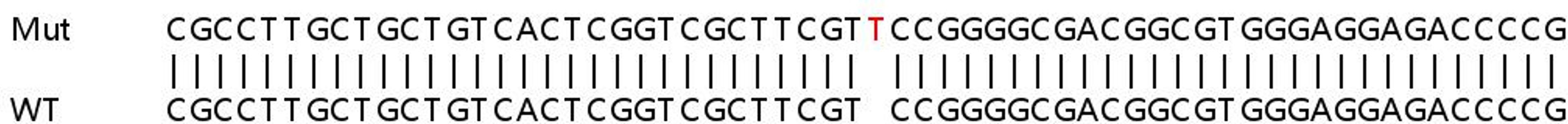 Sanger Seq - LMAN1 knockout HEK293T