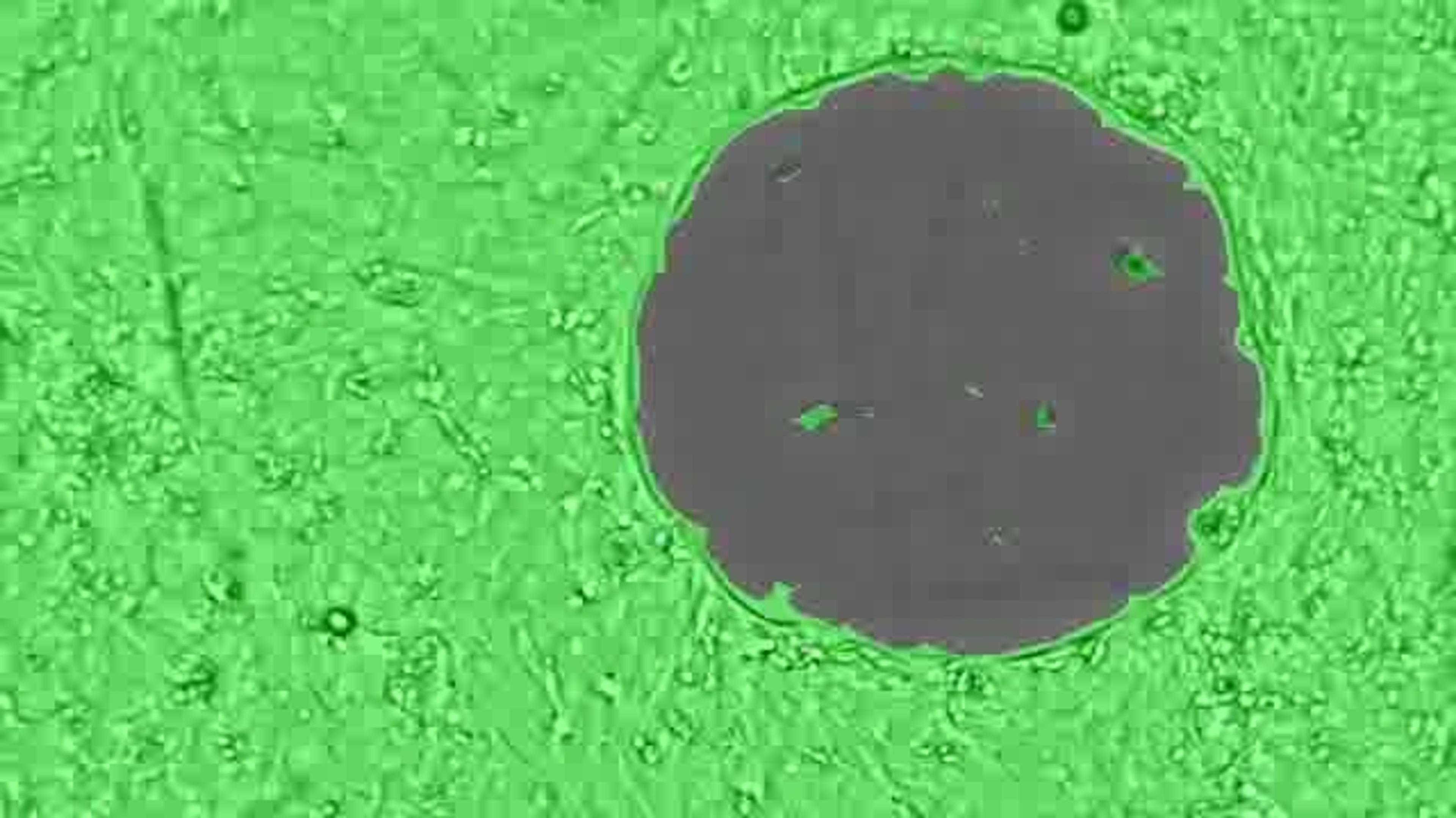 Visualizing Wound Healing using the Spark<sup>®</sup> 20M Multimode Microplate Reader Visualizing Wound Healing using the Spark<sup>®</sup> 20M Multimode Microplate Reader