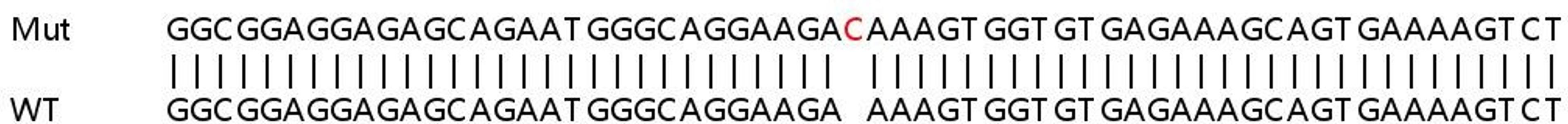 Sanger Seq - SMAD2 knockout HeLa