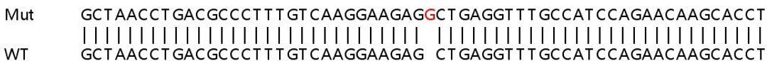 Sanger Seq - ATF3 knockout HCT116